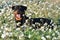 A powerful rottweiler in the green field