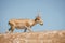 Powerful saiga male. Saiga tatarica is listed in the Red Book