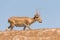 Powerful saiga male. Saiga tatarica is listed in the Red Book