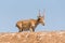 Powerful saiga male. Saiga tatarica is listed in the Red Book