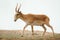 Powerful saiga male. Saiga tatarica is listed in the Red Book