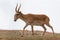 Powerful saiga male. Saiga tatarica is listed in the Red Book