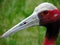 A Powerful Sarus Crane