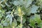 Powerful stems and flower buds of Acanthus spinosus on the eve of flowering