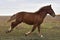 Powerful strong horse breeds Russian heavy-duty