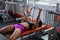 Powerful, strong, muscular girl in short shorts, performs bench press. Daylight