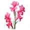 Powerful Symbolism: Pink Gladiolus Flowers Clipart On White Background