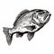 Powerful Symbolism: Small Bass Drawing In Black And White