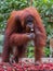 Powerful thoughtful orangutan eating rambutan and stands on a wooden platform on a background the tropical forest