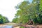 Powerful trees with a closely leaf canopy are standing in the jungle of the Yala Nationalpark