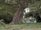 Powerful tropical tree in Awassa Park, Ethiopia