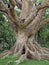 Powerful tropical tree in Awassa Park, Ethiopia