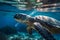 A powerful underwater shot of a plastic straw lodged in the nostril of a sea turtle, serving as a reminder of the harmful effects