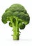 Powerful and Vibrant: A Portrait of a Strong Broccoli Tree on a