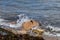 Powerful wave crashing against the rocky shoreline of a beach