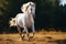 A powerful white coated horse in full sprint across the field