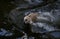 Powerful white tiger splashes in the water