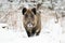 Powerful wild boar standing in snow facing camera and watching in winter.