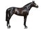 The powerfull dark bay thoroughbred stallion standing isolated on white background.