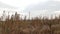 Powerline behind tall dried grass