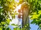 Powerline with green leaves