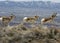 PPronghorn Antelope (Antilocapra americana)