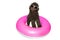 Ppuppy summer vacations. Chocolate poodle dog inside a pink inflatable wearing sunglasses. Isolated on white background