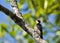 Prachtspecht, Beautiful Woodpecker, Melanerpes pulcher