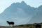 Pragser Wildsee - A few silhouettes of heard of sheep grazing on the lush green pasture in Italian Dolomites on a sunny day