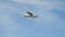 Prague, Czech Republic - June 6, 2017: Cessna aircraft on final with cloud sky landing