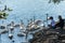 Prague, Czech Republic - September 10, 2019: people watch swans in Prague on the river next to the Charles Bridge