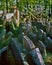 Prague - jewish cemetery