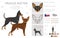 Prague Ratter clipart. All coat colors set.  All dog breeds characteristics infographic