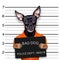 Prague ratter dog police mugshot