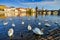 Prague - Vltava river near the Charles bridge with mute swan flock group.  Urban wildlife in Prague, Czech Rep., Europe. Birds