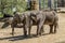 Prague Zoo, where we see adult elephants