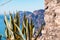 Praiano - Cactus with scenic view from hiking trail between Positano and Praiano at the Amalfi Coast, Campania, Italy, Europe