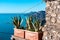 Praiano - Cactus with scenic view from hiking trail between Positano and Praiano at the Amalfi Coast, Campania, Italy, Europe