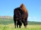 Praire Bison in Waterton Lakes National Park