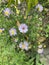 prairie aster flowers, prairie daisies, purple flowers, flowers, garden