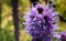 Prairie blazing star in  a summer Seattle garden