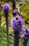 Prairie blazing star in  a summer Seattle garden