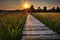 Prairie Boardwalk Sunset