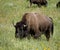 Prairie Buffalo