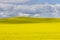 Prairie Canola Field Canada