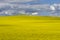 Prairie Canola Field Canada