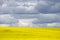 Prairie Canola Field Canada