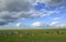 Prairie, cattle, sky, cloud