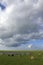 Prairie, cattle, sky, cloud