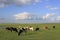 Prairie, cattle, sky, cloud